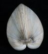 Polished Fossil Clam - Large Size #5204-2